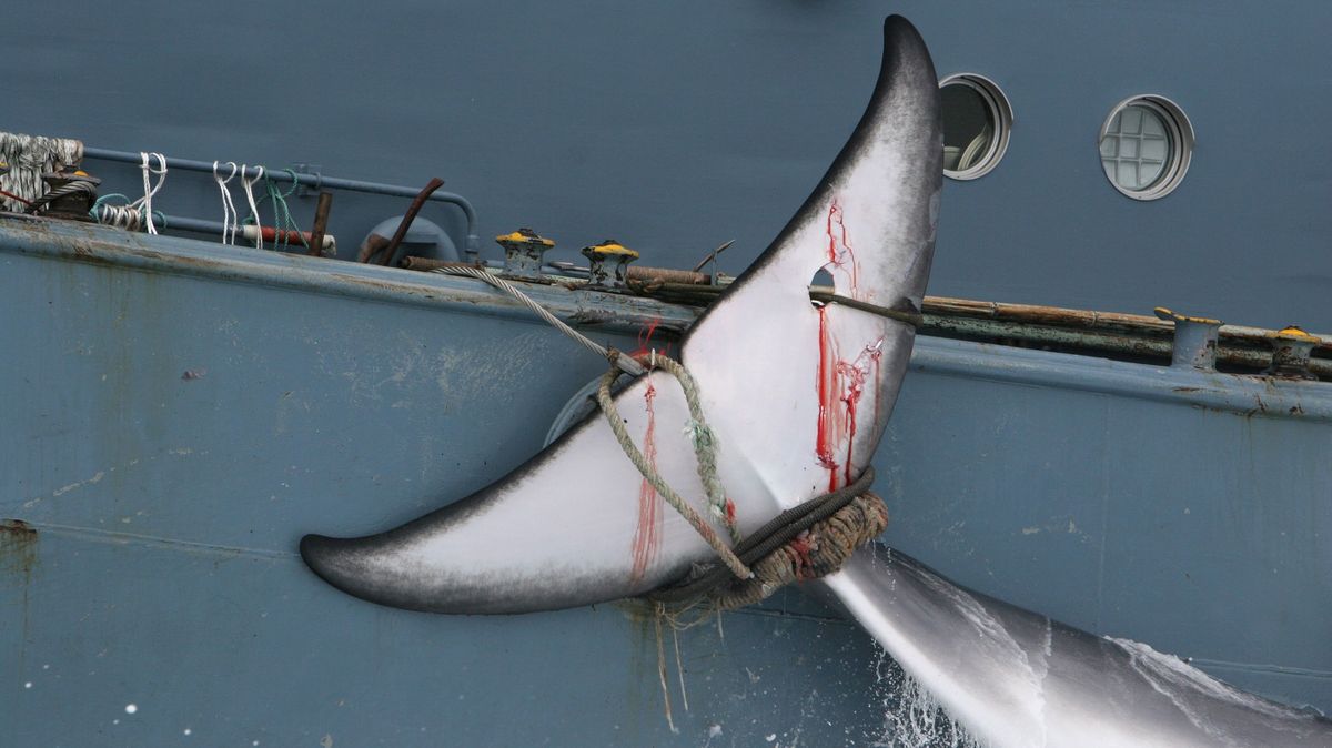Japonsko staví novou superloď na lov velryb, má doplout až na Antarktidu
